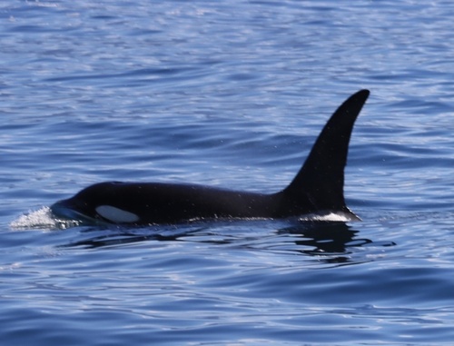 Orca