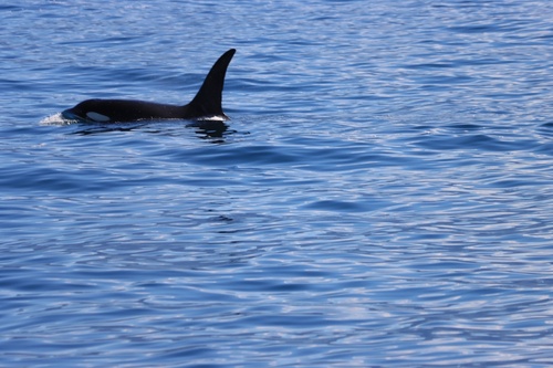 Orca