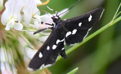 Desmia subdivisalis