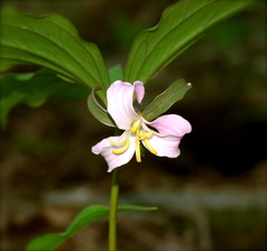 Trillium catesbaei