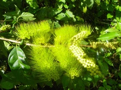 Combretum fruticosum