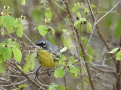 Setophaga kirtlandii