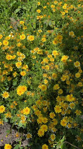 Thymophylla tenuiloba observed 2026-04-25