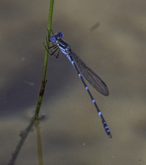 Austrolestes minjerriba