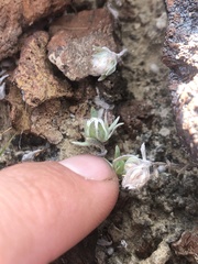 Stylocline micropoides