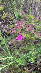 Mirabilis laevis crassifolia