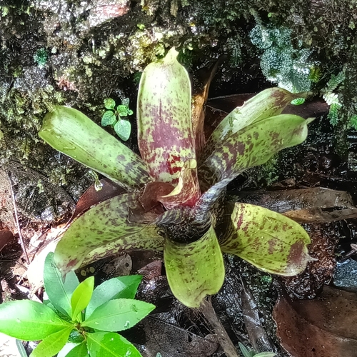 Lutheria splendens, photograph 6