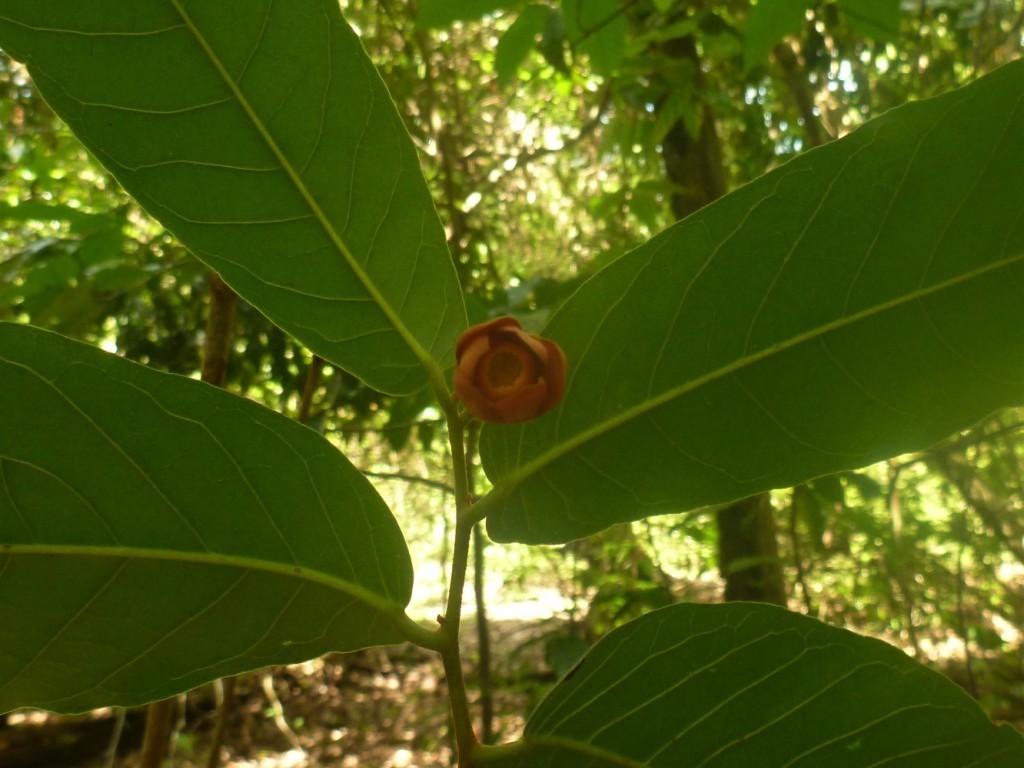 Uvaria musaria