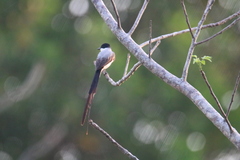 Tyrannus savana