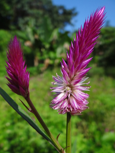 Celosia spicata image