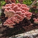 Coral-pink Merulius - Photo (c) Kim Brown, some rights reserved (CC BY-NC), uploaded by Kim Brown