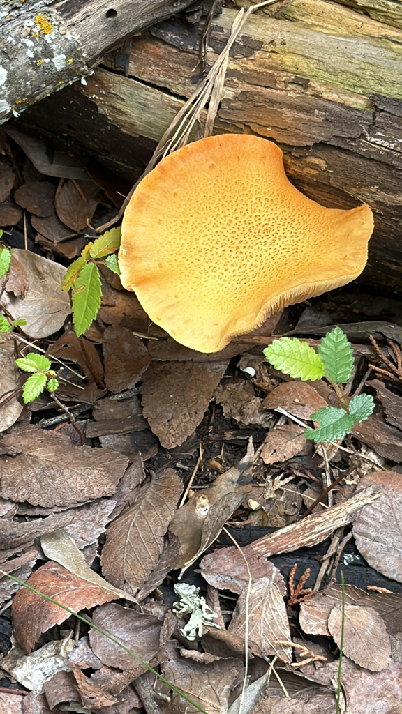 Gymnopilus sapineus · April 2026 · photo: © garyrogers98031 (iNaturalist, cc-by)