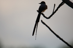 Tyrannus savana