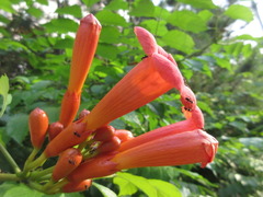 Campsis radicans