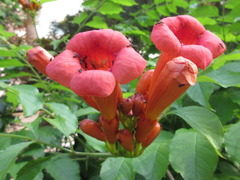 Campsis radicans