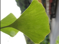 Ginkgo biloba