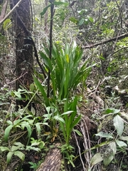 Ludovia lancifolia