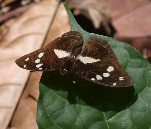 Forest Glade Nymph