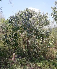 Tabernaemontana tomentosa