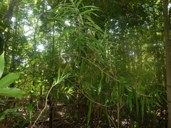 Dracaena angustifolia
