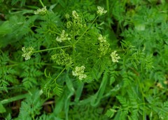Torilis nodosa