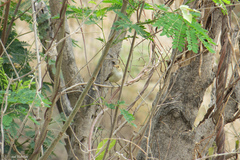 Euscarthmus fulviceps