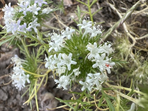 iNaturalist observation photo of whitehead navarretia