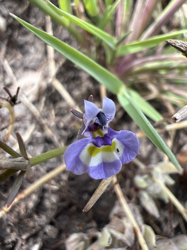 iNaturalist observation photo of Doublehorn Calicoflower
