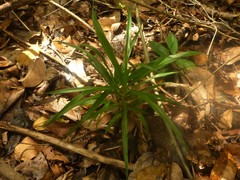 Dracaena angustifolia