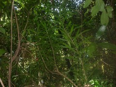 Dracaena angustifolia