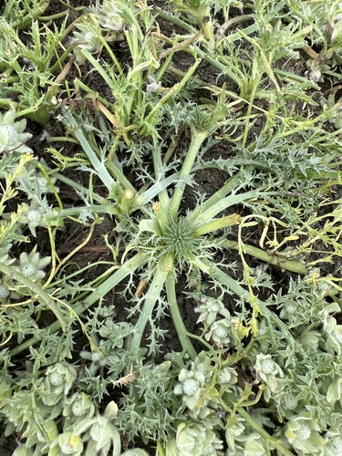 iNaturalist observation photo of Eryngos