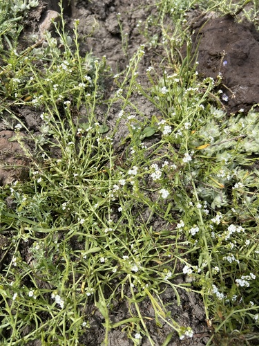 iNaturalist observation photo of stalked popcornflower