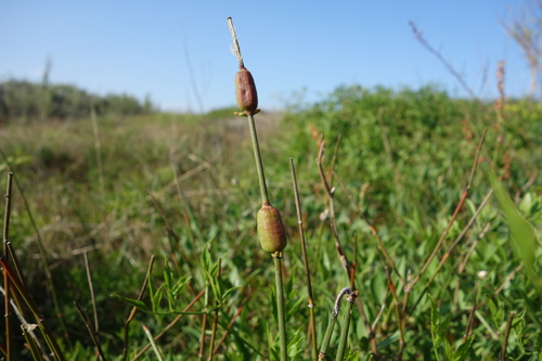 Xerephedromyia ustjurtensis