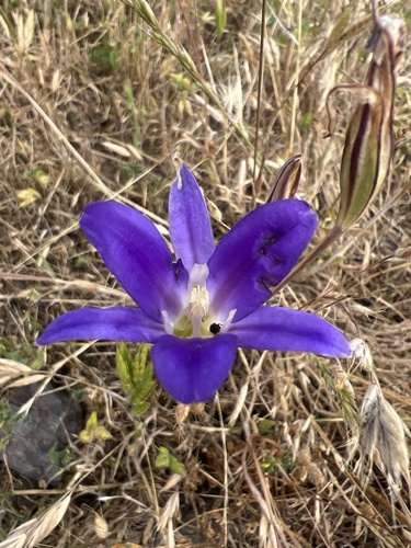 iNaturalist observation photo of Brodiaeas