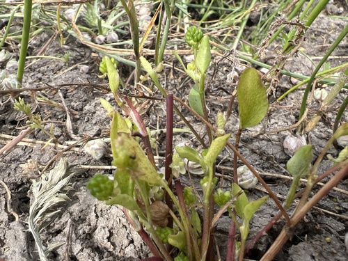 iNaturalist observation photo of buttercups