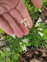 Cardamine concatenata