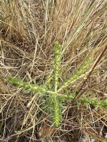 iNaturalist observation photo of Pit-gland Tarweed