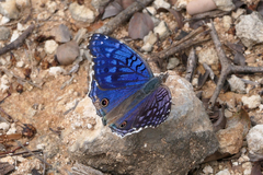 Junonia rhadama