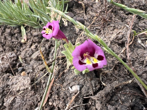 iNaturalist observation photo of tricolor monkeyflower