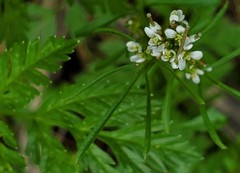 Torilis nodosa
