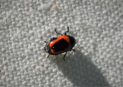 Cryptocephalus notatus