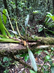 Epidendrum purpurascens