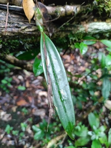 Epidendrum purpurascens, photograph 2