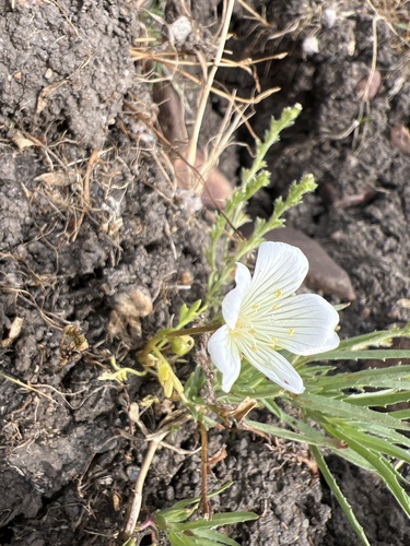 iNaturalist observation photo of white meadowfoam