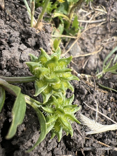 iNaturalist observation photo of Rough-fruited buttercup