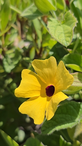Black-eyed Susan vine