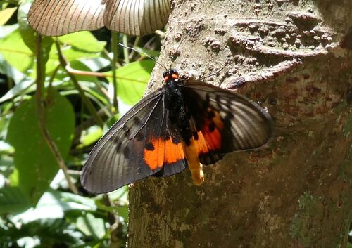 Elegant Acraea