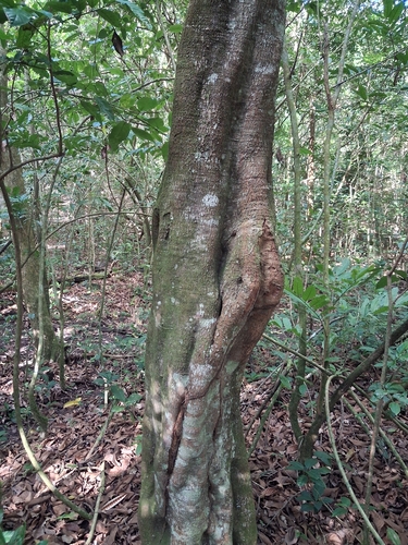 Cupania americana, photograph 4