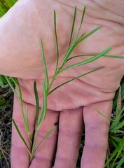 Asclepias linearis