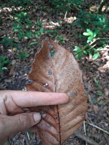 Cupania americana, photograph 5
